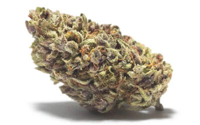 Himalayan CBD