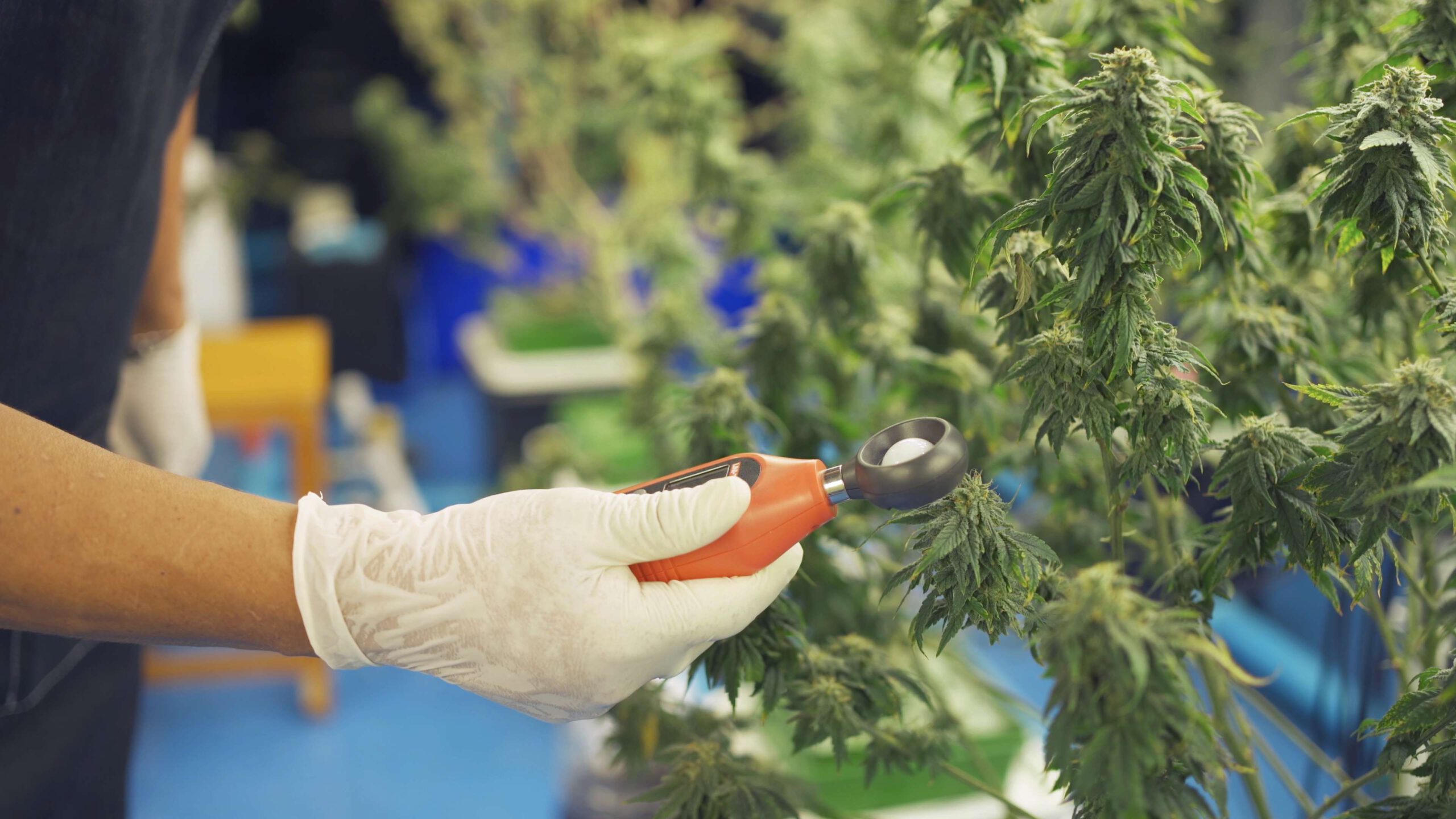 marijuana-hemp-or-cannabis-plant-leaves-farm-lab-2024-10-21-19-23-40-utc
