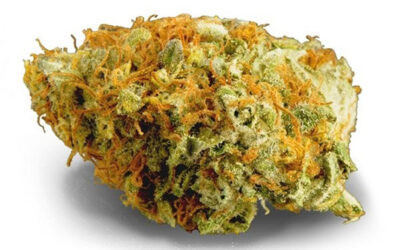 OG Kush