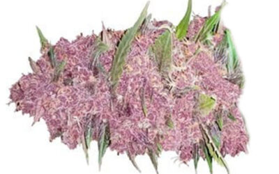 Purple # 1