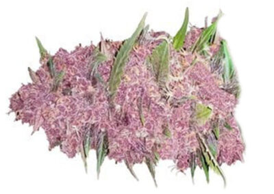 Purple # 1