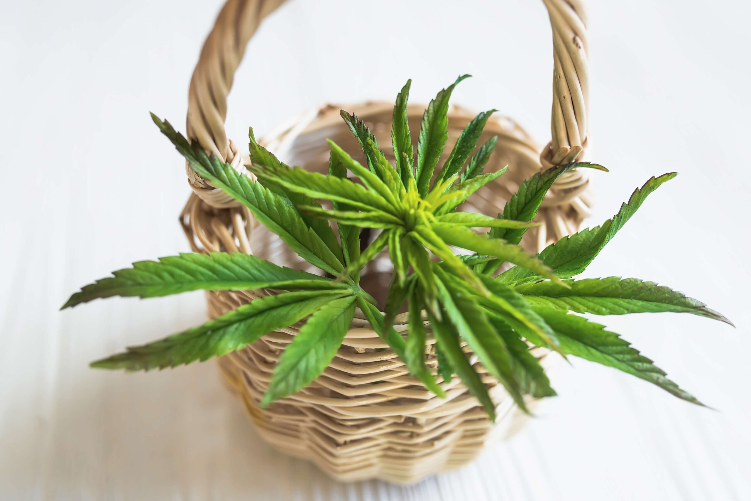 young-cannabis-plant-in-a-basket-on-a-white-backgr-2024-11-30-02-10-13-utc(1)